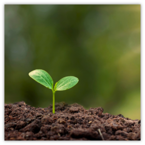 seedling sprouting
