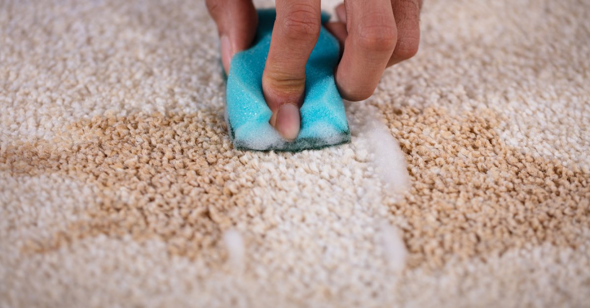 Close-up of a hand passing a sponge through the middle of a large stain on a carpet leaving a clean trail.